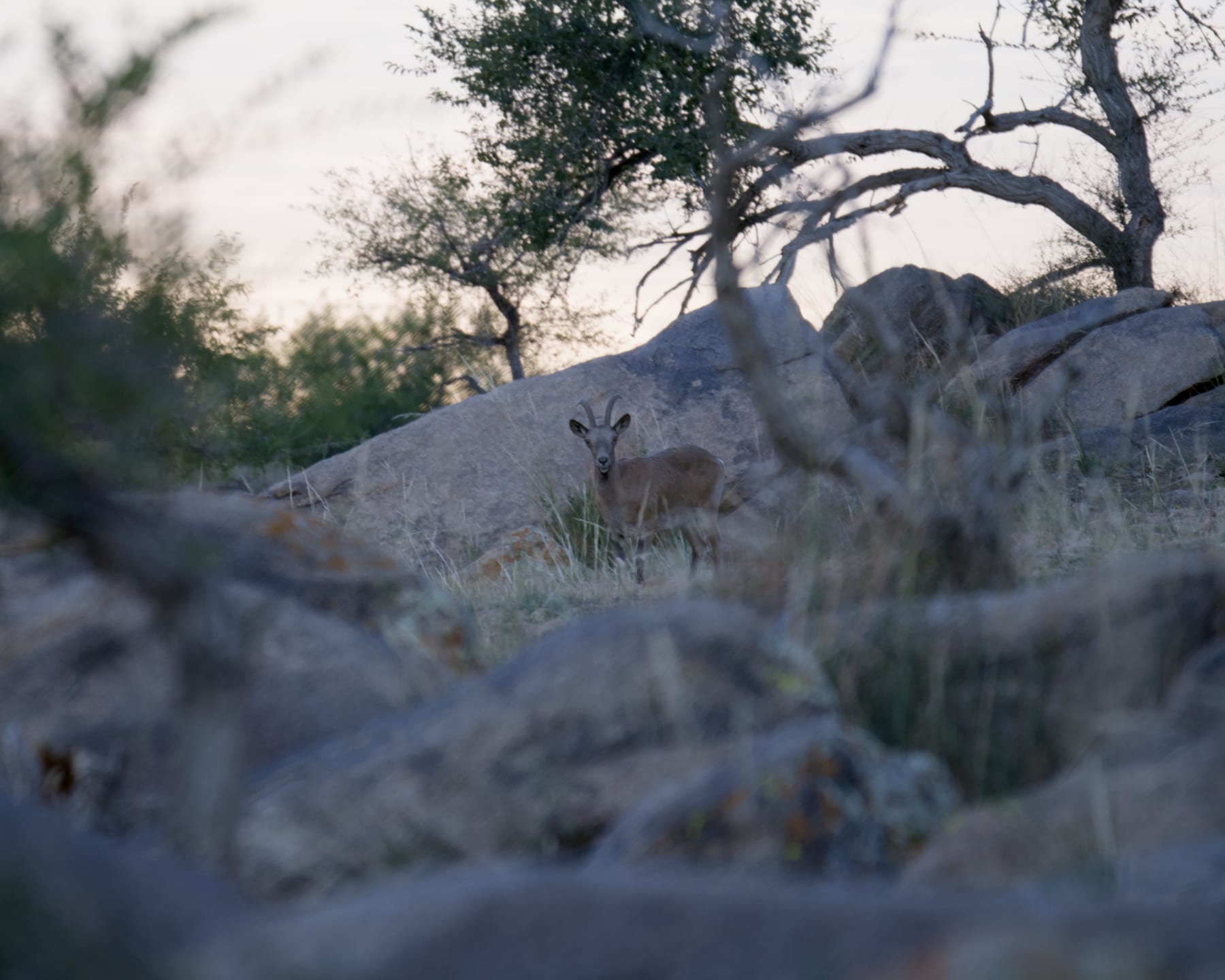 A Siberian ibex watching from among the rocks and scrub at first light