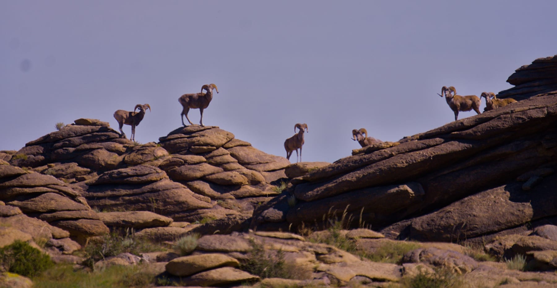 A group of argali rams strung out along a granite ridge at Ikh Nart