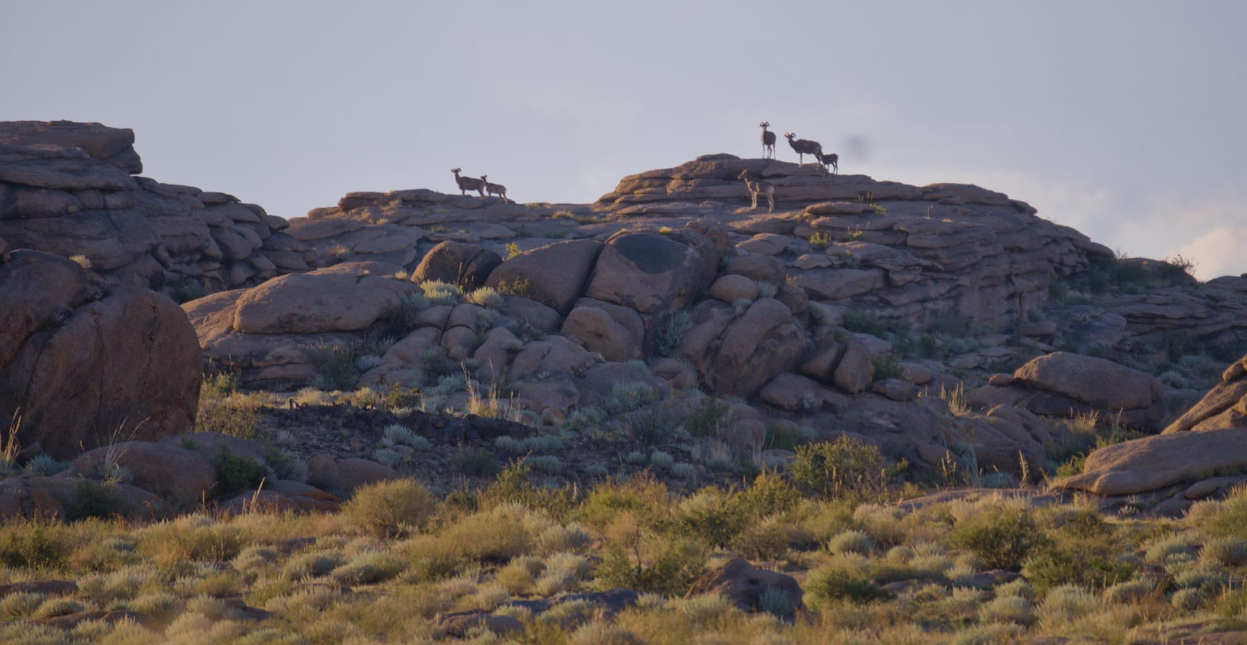 Argali standing on a granite hilltop at Ikh Nart in the early light