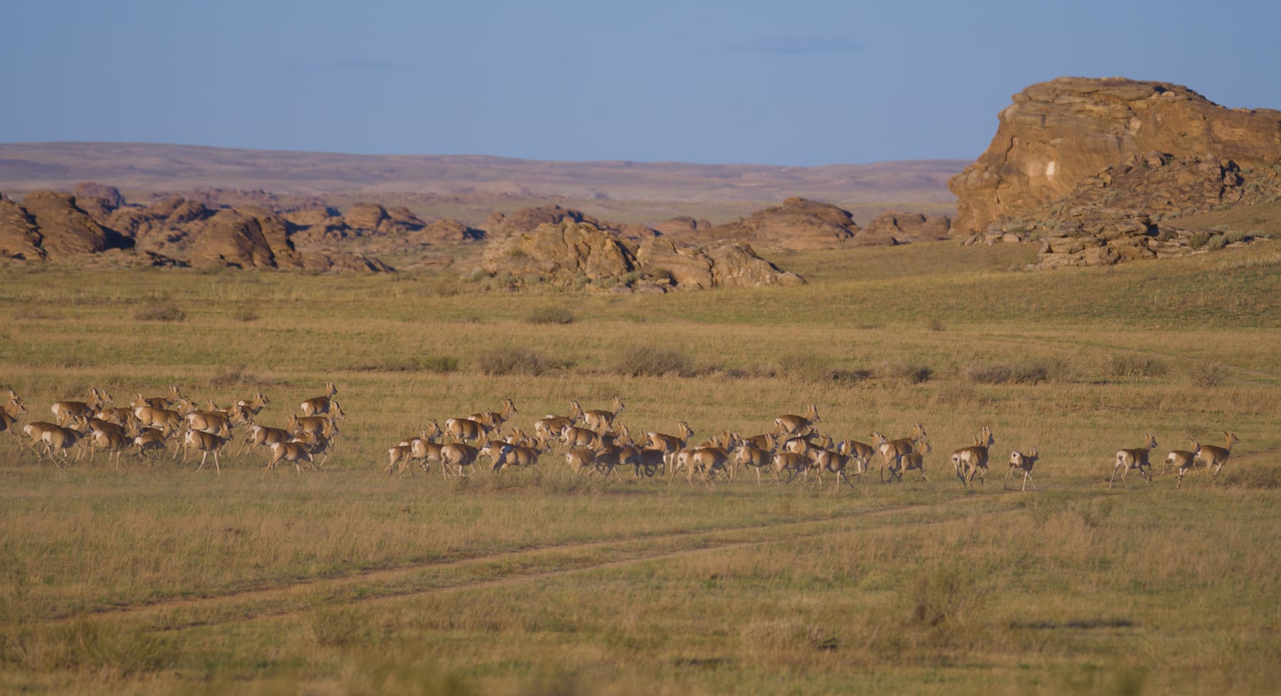 A herd of Mongolian gazelles running across the open steppe below rock outcrops