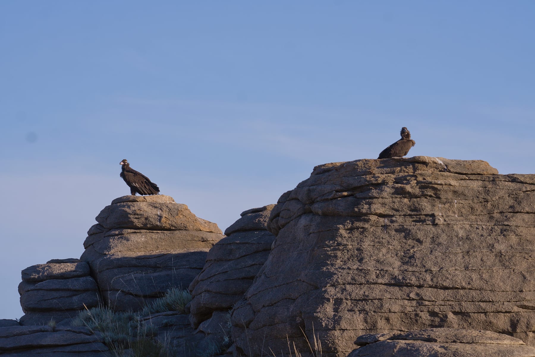 Two cinereous vultures perched on granite outcrops against a clear sky
