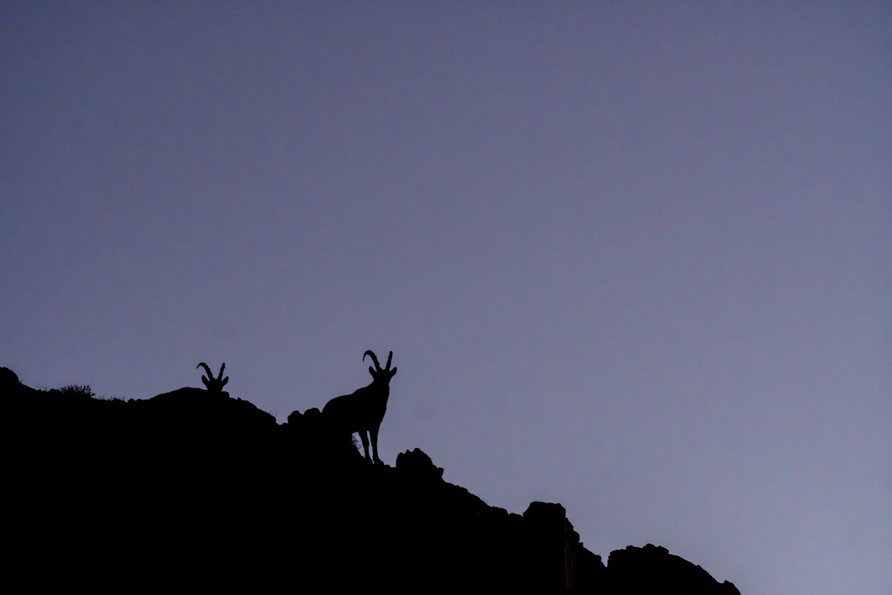 Two Siberian ibex silhouetted on a rocky ridge against a pale sky