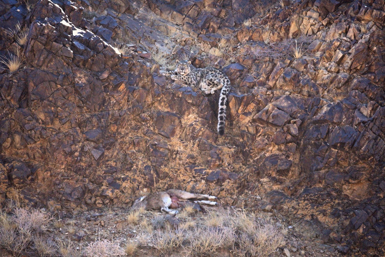 A snow leopard resting on a rock ledge above the carcass of a Siberian ibex
