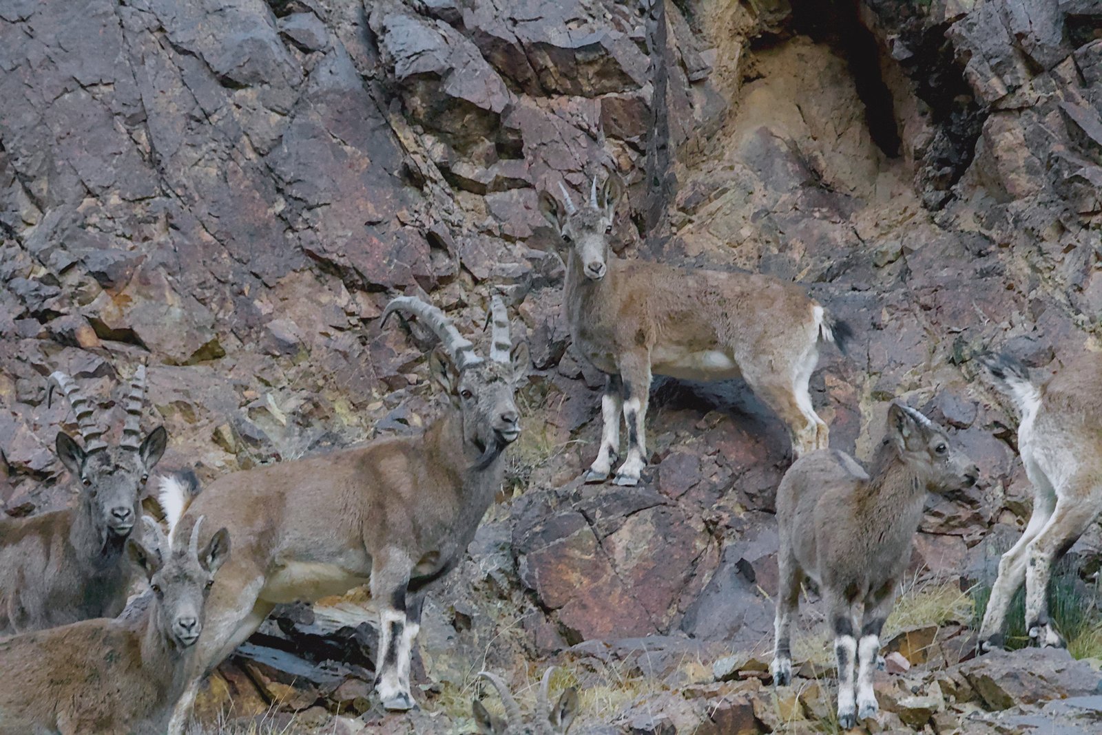 A group of Siberian ibex, adult males and young, standing on a rocky slope