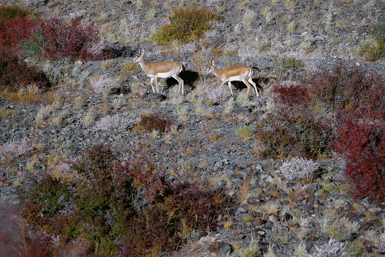 Two goitered gazelles crossing a stony slope among red and silver autumn shrubs