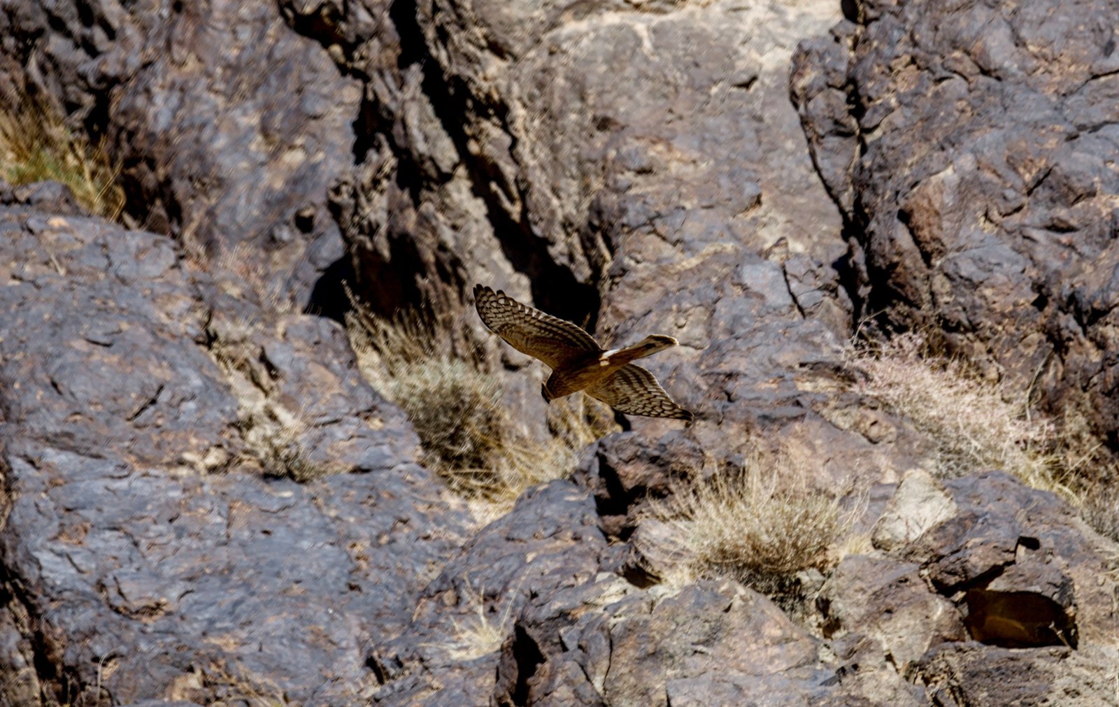 A harrier in flight, seen from above against the dark rocks of the Tost Mountains